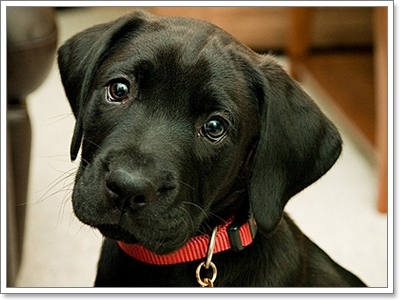 5 สายพันธุ์น้องหมาขนสีดำ น่ารักละลายใจคนทั่วโลก!