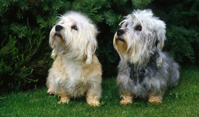 Dandie Dinmont Terrier สุนัขพันธุ์หายากจากเกาะอังกฤษ
