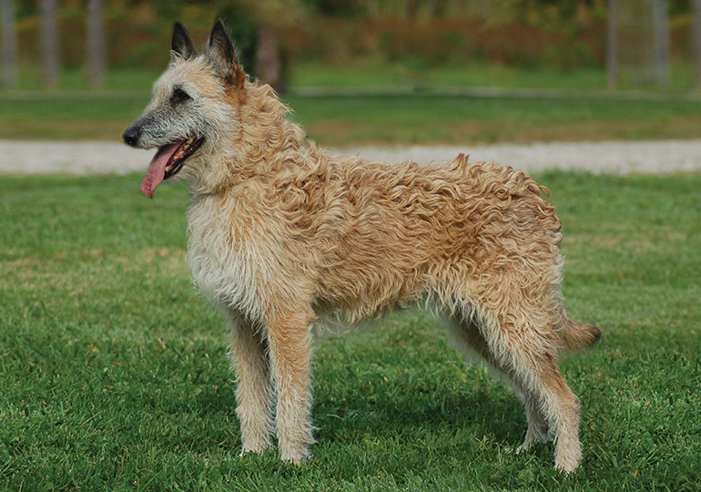 Laekenois สุนัขพันธุ์หายากที่มีไม่ถึงพันตัวทั่วโลก