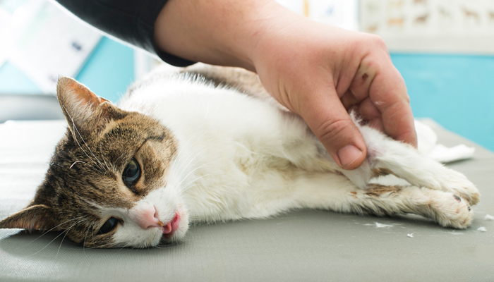 โรคไข้หัดแมว “มหันตภัยร้ายสำหรับแมวที่คุณรัก”