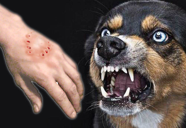 โรคพิษสุนัขบ้า อันตรายทั่งคนและสัตว์